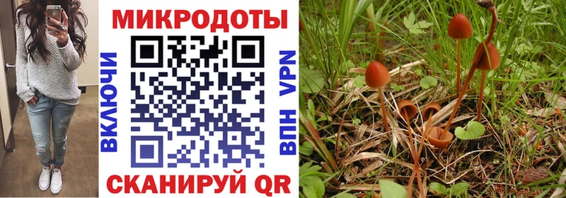 это как зайти купить Новоаннинский Псилоцибиновые грибы мицелий